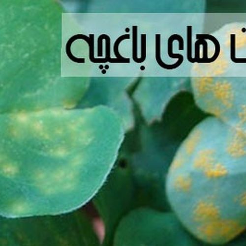 دانلود کتاب کنترل بیماری های باغچه سبزیجات خانگی به زبان اصلی