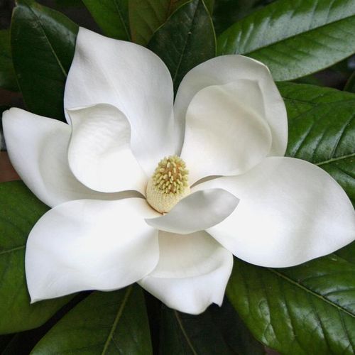 معرفی گل ماگنولیا MAGNOLIA