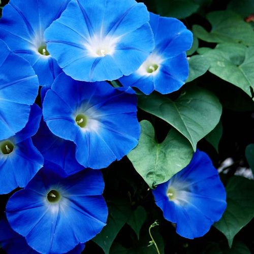 معرفی نیلوفر پیچ یا رونده Morning glory