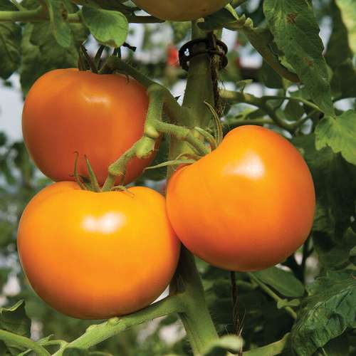 orange tomato