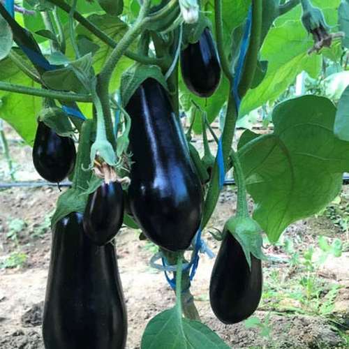 بادمجان سالی - sally eggplant