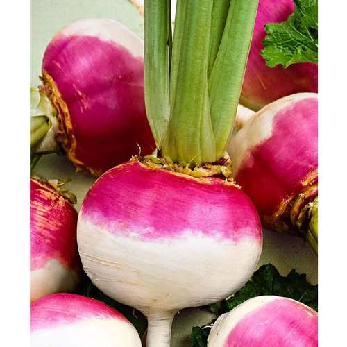 AFRIGRO turnip