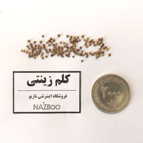 بذر عمده کلم زینتی پاکوتاه