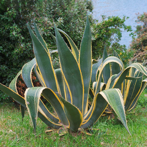 Agave Americana یا گیاه قرن