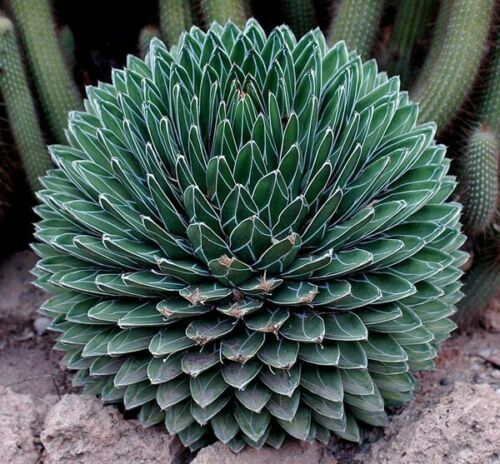 Agave Americana یا گیاه قرن