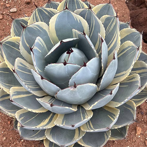  گیاهAgave parryi 