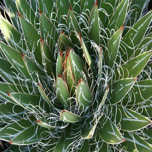 Agave filifera آگاو برگ نخلی یا رشته‌ای