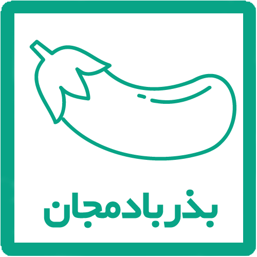 بذر بادمجان